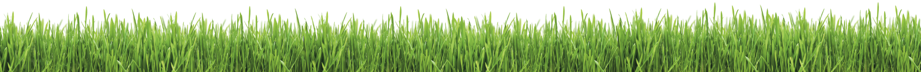 Gras